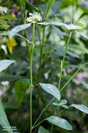 Image result for Phyllanthus polyanthus