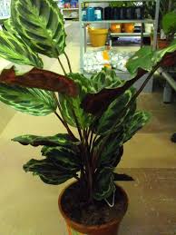 Rose Painted Calathea Calathea Roseopicta Description And Indoor Care Plant Care Houseplant Prayer Plant Care Plant Care