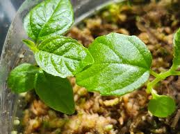 Image result for Ficus fischeri
