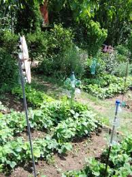 Image result for plašič krtků z pet lahve