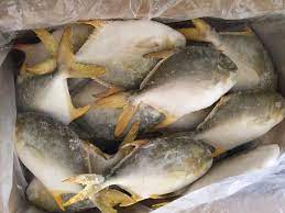 Frozen Golden Pompano Any Inquiry Please Contact Me Huayi Foodstuff Co Ltd Email Zora Huayiseafood Com Tel 86 147 4055 5603 Wechat Foodstuff Fish Food