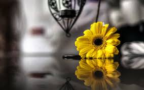 Check spelling or type a new query. Yellow Flower Black Background Wallpaper Atomussekkai Blogspot Com