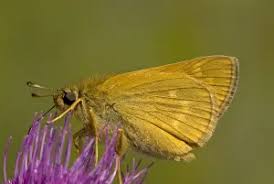 Image result for Ochlodes sylvanus