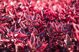 Image result for Iresine lindenii