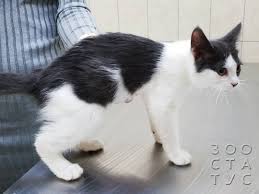 mify veterinarii rahit u sobak i koshek veterinariya sobaki selskohozyajstvennye zhivotnye