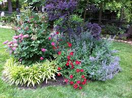 Knock Out Rose Liriope Carpet Rose Catmint Smoke Bush Japanese Iris Smoke Bush Lawn And Garden Garden Landscaping