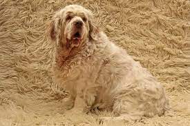 Boys only now, lemon and white. Clumber Spaniel Dog Breed Information