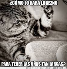 Puede causar mucho dolor al forzar los pies a ponerse botas u otros zapatos cerrados. Cuanta Fauna Jurassic Cat