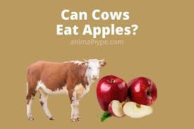 We did not find results for: Can Cows Eat Apples Animal Hype