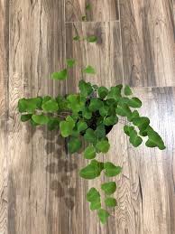 Image result for Pellaea