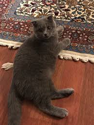 My Cat Haydar He Loves Authentic Anatolian Rugs Cats