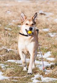 German Shepherd Lab Mix A Complete Guide To The Sheprador