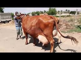 It will be the first such facility in tamilnadu and will be built at a cost of rs 1,264 crore within 45 months. Hf Jersey Cows 15 To 30 Litres For Sale In Kerala Tamilnadu Andhra Ph Whatsapp 07639280888 Youtube Jersey Cow Cows For Sale Breeds