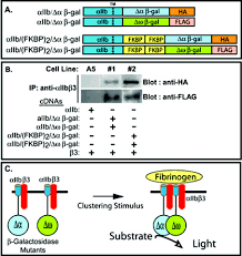 New costar carbon monoxide safety detector shutoff timberline gas. Detection Of Integrin Aiibb3clustering In Living Cells Journal Of Biological Chemistry