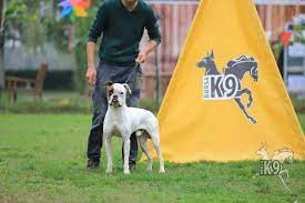 satilik egitimli kopekler club k9 kopek ciftligi ve binicilik merkezi boxer kopek binicilik