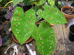 «caladium florida clown #caladium #caladiumfloridaclown #caladiumfreckles #plants. Pin On Caladiums