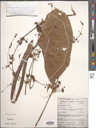 Image result for Limnophyton obtusifolium