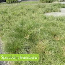 Image result for Sporobolus festivus