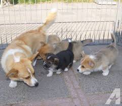 Dream your little dream now. Pin On Cute Dogs Love