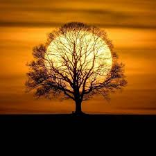 Sun Hiding Behind The Tree Amazing View Of Sunset Nature Pictures Beautiful Nature Nature Photography