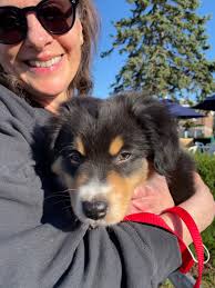 Lola, Beacon, Otto And Atticus: Sag Harbor Arts Community Embraces New  Puppies