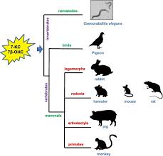 Kapil sharma show 1st episode 2019 / watch the kapil sharma show 24th january 2021 live update. 7 Ketocholesterol And 7b Hydroxycholesterol In Vitro And Animal Models Used To Characterize Their Activities And To Identify Molecules Preventing Their Toxicity Sciencedirect