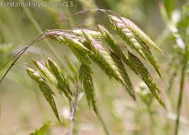 Check spelling or type a new query. Brome Raboteux Blog Vegetal