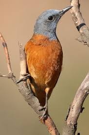 Gauteng Garden Birds Of South Africa Cape Rock Thrush Monticola Rupestris At Walter Sisulu National Botanical Garden Gauteng South Africa Pet Birds Beautiful Birds Colorful Birds