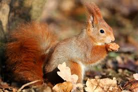 Ein reh von einer maus zu unterscheiden, ist kinderleicht. Spuren Im Schnee Naturerlebnis Wintermorgen Nabu