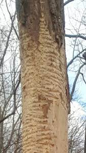 What Animal Could Strip All The Bark Off The Lower 7 Feet Of This Tree The Great Outdoors Stack Exchange