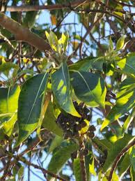 Image result for Lophostemon confertus