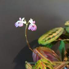 Pin On Gardening