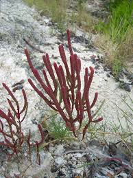 Image result for Salicornia perrieri