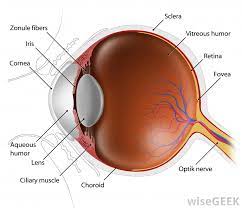 Mar 24, 2021 · dry eye is usually a progressive condition associated with aging, but it can be a sign of a more serious underlying condition. What Is Retinal Scarring With Pictures