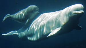 We did not find results for: Vancouver Aquarium Owned Belugas To Be Shipped From Ontario S Marineland To Aquarium In Spain Cbc News