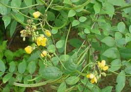 Image result for Ormocarpum sennoides