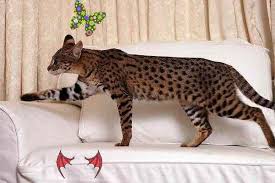 Savannah Cats A Savannah Cat In Habitat If You Want To Make A Savannah Cat Of