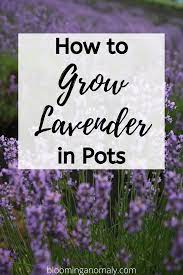 How To Grow Lavender In Pots Growing Lavender French Lavender Plant Lavender Potted Plant