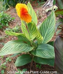 Canna Lilies
