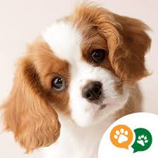 Satilik Kopek Ilanlari Kocaeli Green Pet Shop Kedi Kopek Izmit