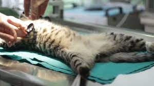 erkek kedi kisirlastirma ameliyati rante veteriner klinigi bostanci