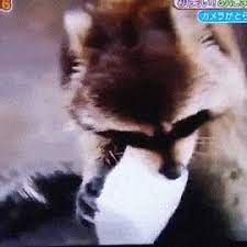 More images for raccoon cotton candy » Raccoon Tries To Wash Cotton Candy But It Dissolves Instantly Animated Gif