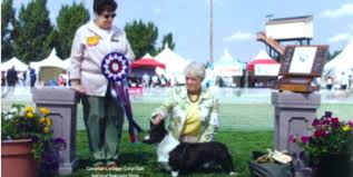 Ask questions and learn about corgis at nextdaypets.com. Corgi Breeders In Minnesota Corgi Puppies Price And Cost In Minnesota