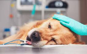 Check spelling or type a new query. Veterinary Clinics In Abu Dhabi Pet Oasis The City Vet More Mybayut