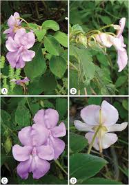 Image result for Impatiens purpureoviolacea