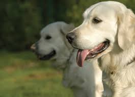 We did not find results for: Golden Retriever