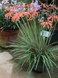 Image result for Cyrtanthus breviflorus