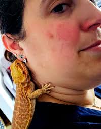 Cute Bearded Dragon Picture and Screaming