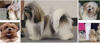 Our babies have been born into our hands and raised in our home in ri for. Camelot S Champion Havanese Home Of The Top Quality Family Raised Akc Champion Line And Champion Sired Havanese Puppies