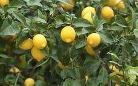 The lemon (citrus limon) is a species of small evergreen tree in the flowering plant family rutaceae, native to south asia, primarily northeast india (assam). Lemon Lemonade